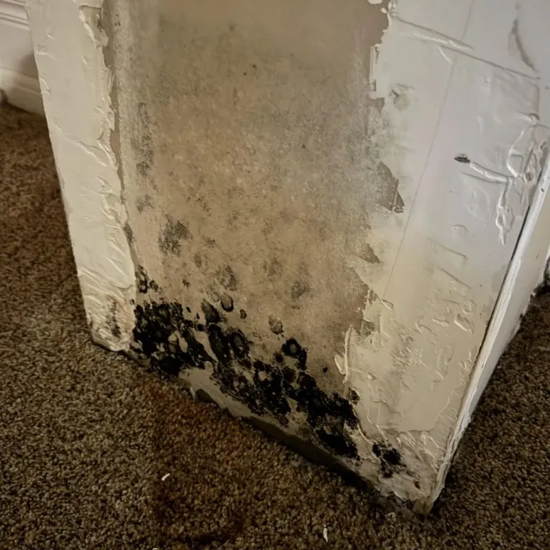 Professional Mold Removal in Russellville, KY